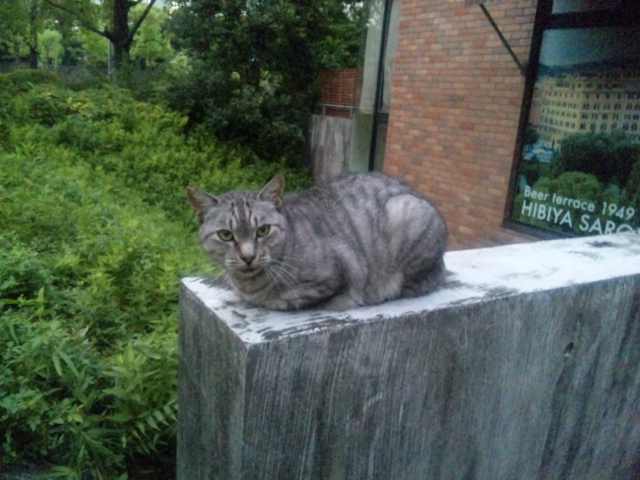 日比谷公園のかわいすぎる猫部長さん Fruit Preserves