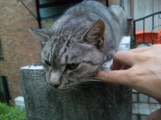 日比谷公園のかわいすぎる猫部長さん Fruit Preserves 日比谷公園のかわいすぎる猫部長さん Fruit Preserves